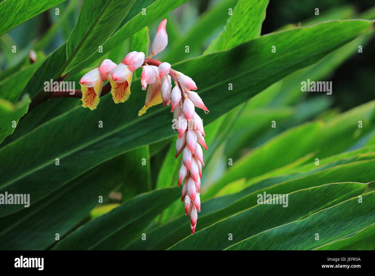 Hawaiian shell ginger flower Stock Photo