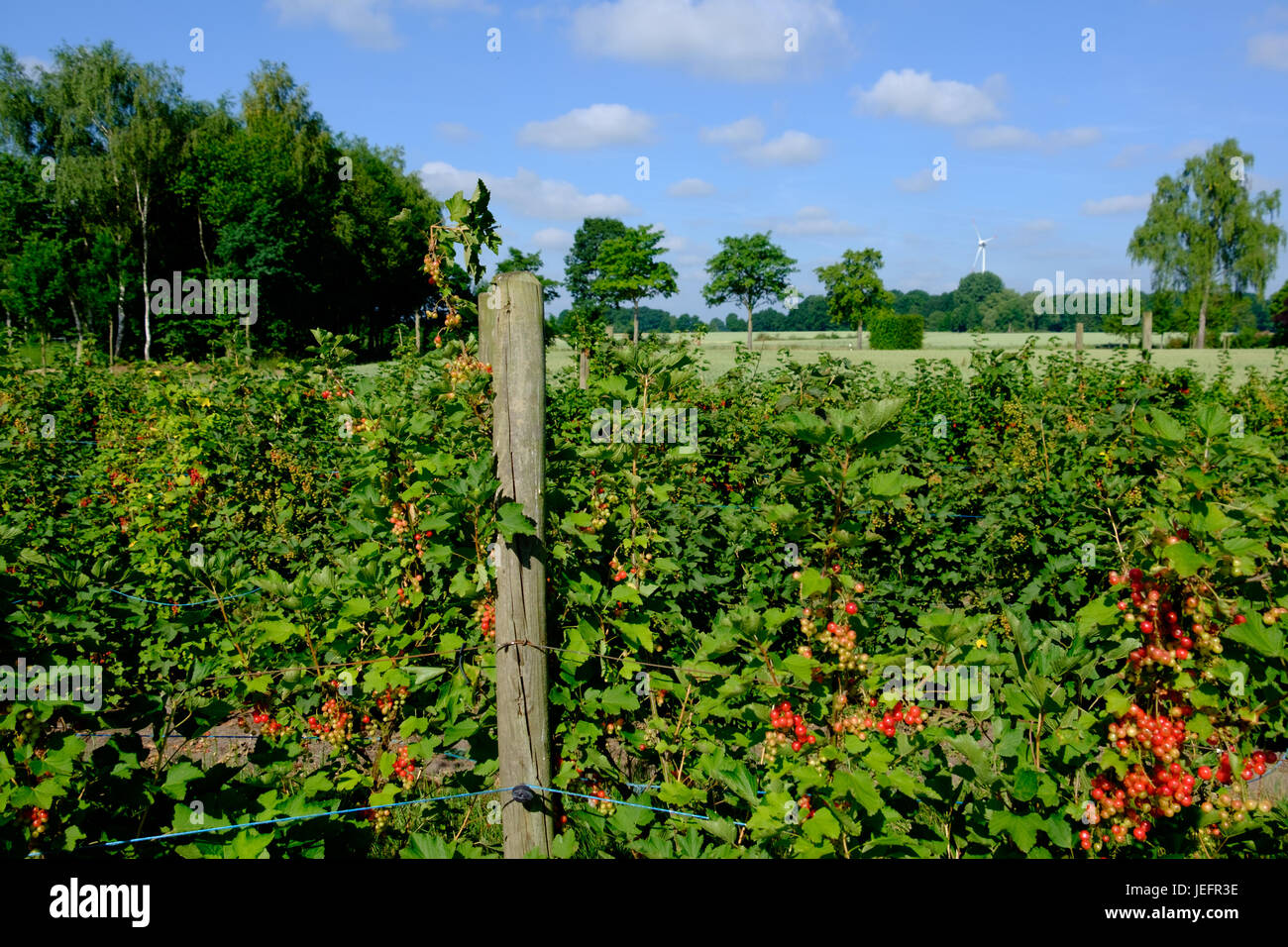 Summer In Germany Weather And Temperature Patterns