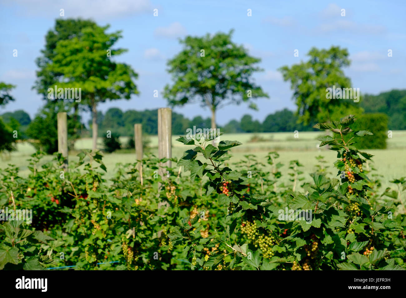 Summer in Germany Weather Overview