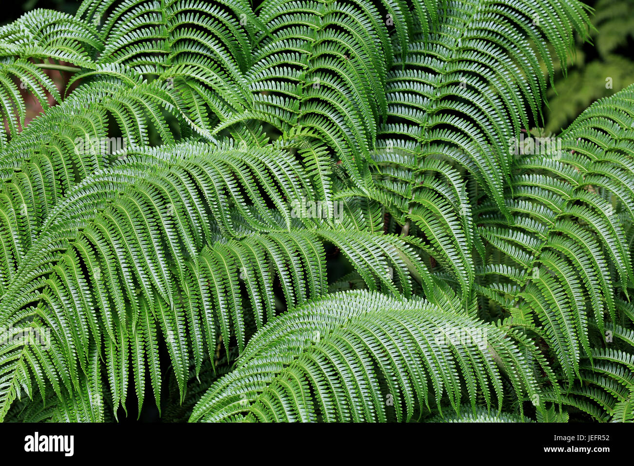Detail of Hawaiian tree fern frond Stock Photo