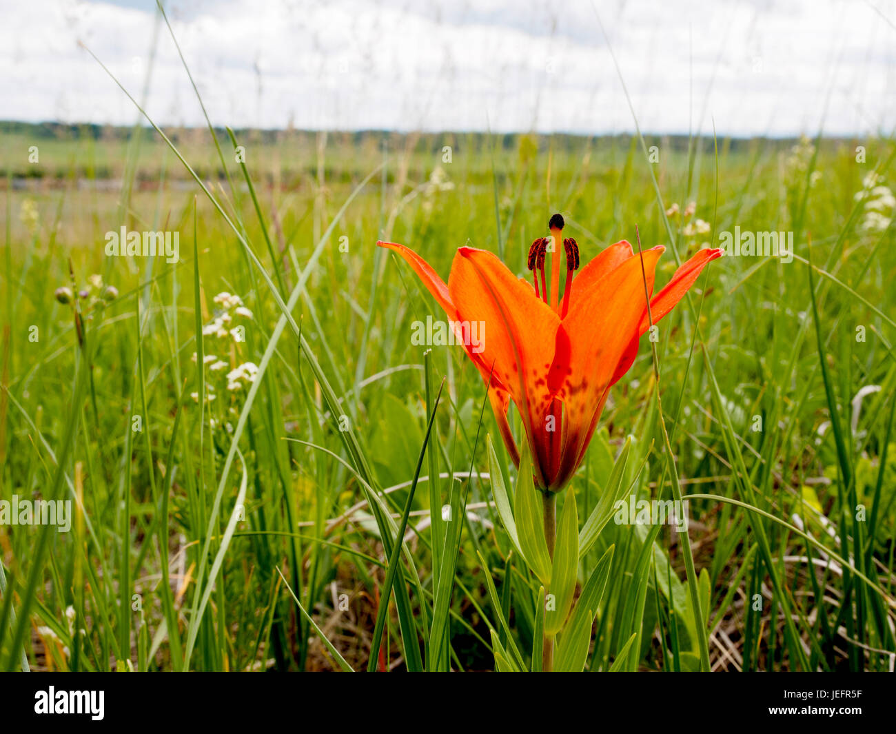 Wild Wood Lily Flower In the Grasslands On the Alberta Plains Stock Photo