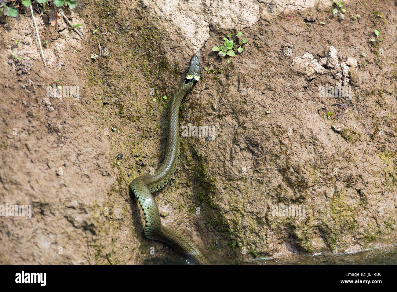 Grass Snake Natrix natrix. Climbing up the bank of a stream, using muscular body and ventral scales in attempts to gain purchase on the wet clay surfa Stock Photo