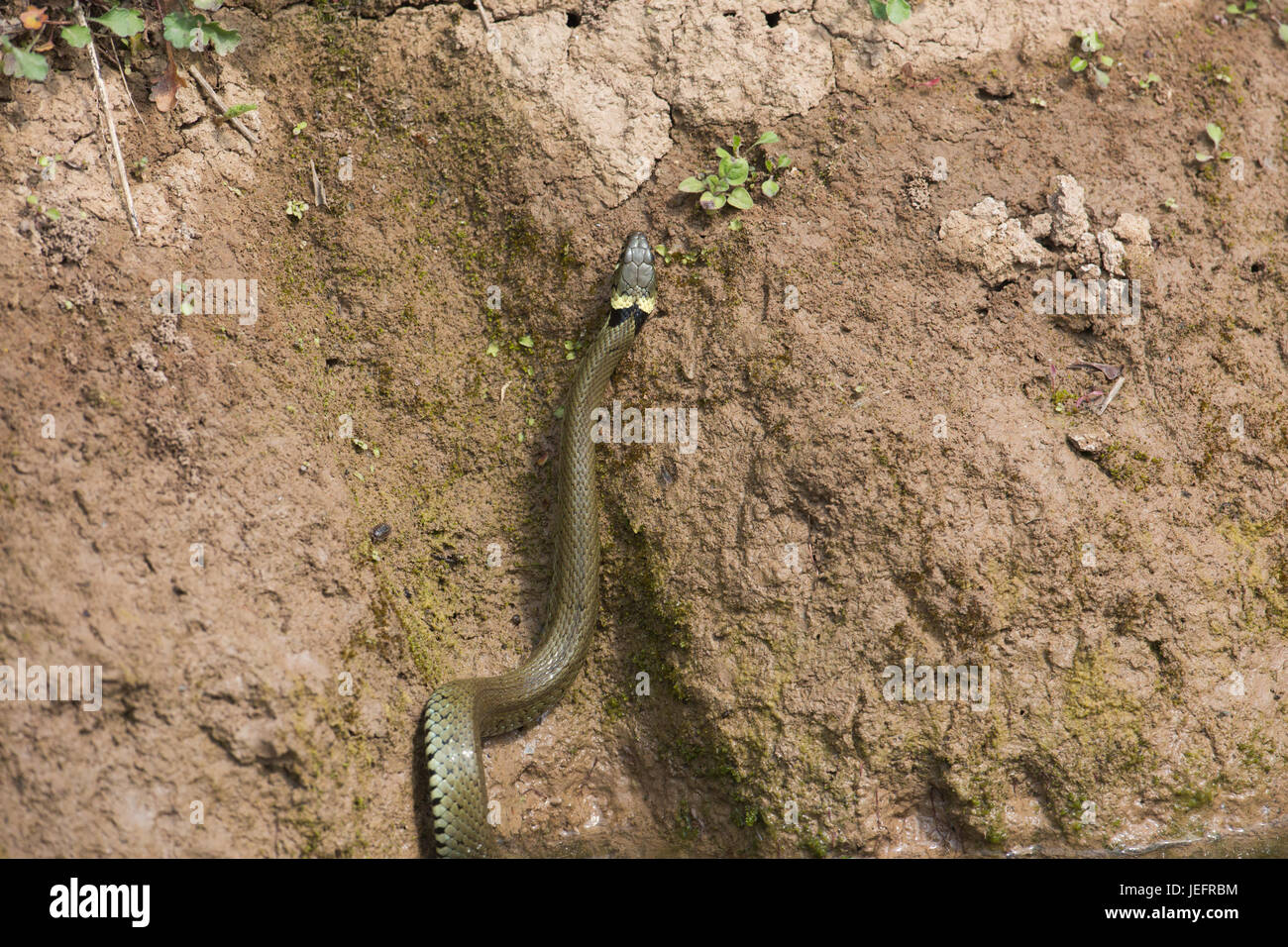 Grass Snake Natrix natrix. Climbing up the bank of a stream, using muscular body and ventral scales in attempts to gain purchase on wet clay surface. Stock Photo