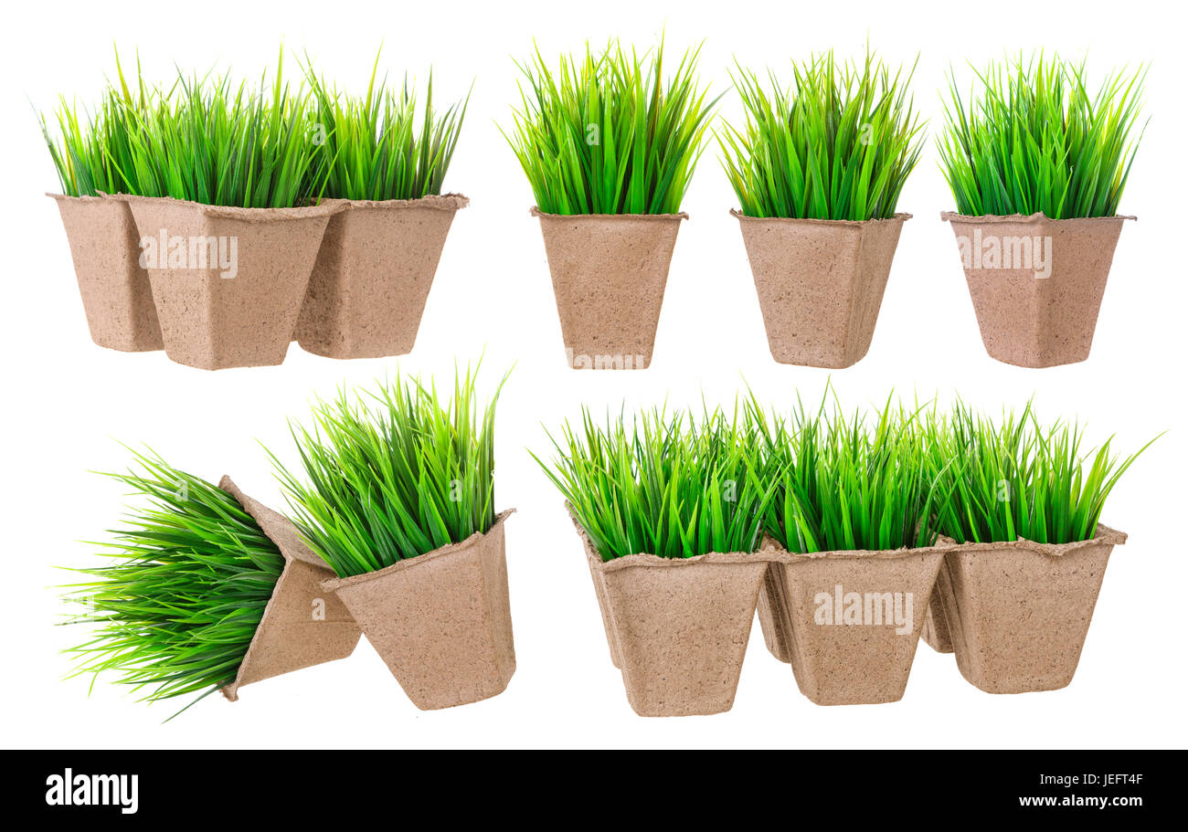 Seedlings isolated. Cardboard pot for growing plants with sprouts on a white background. Stock Photo