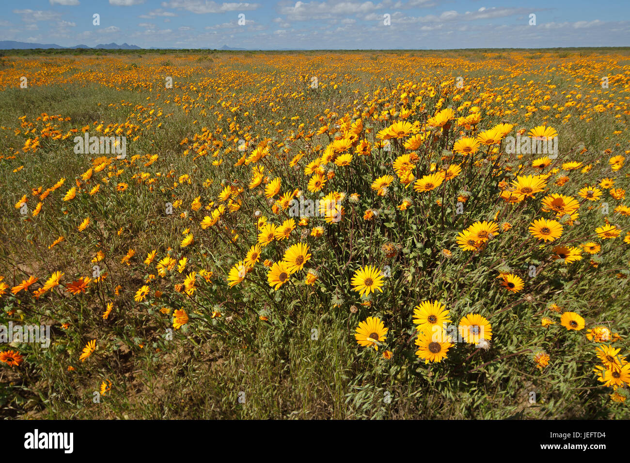 Brightly colored wild flowers (Ursinia calenduliflora), Namaqualand, South Africa Stock Photo