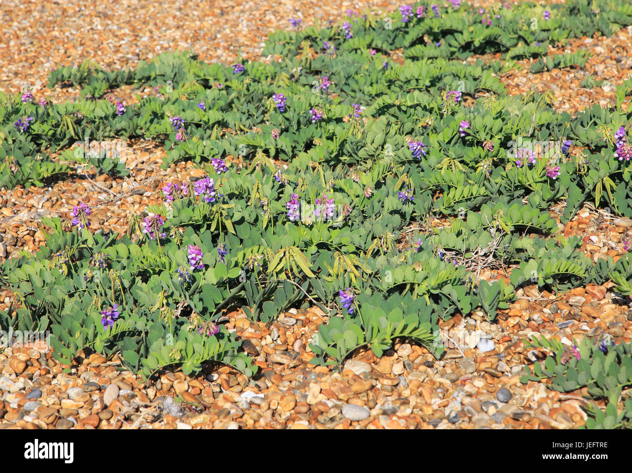 Sea Pea plant, Lathyrus japonicus, growing on beach at Shingle Street, Suffolk, England, UK Stock Photo