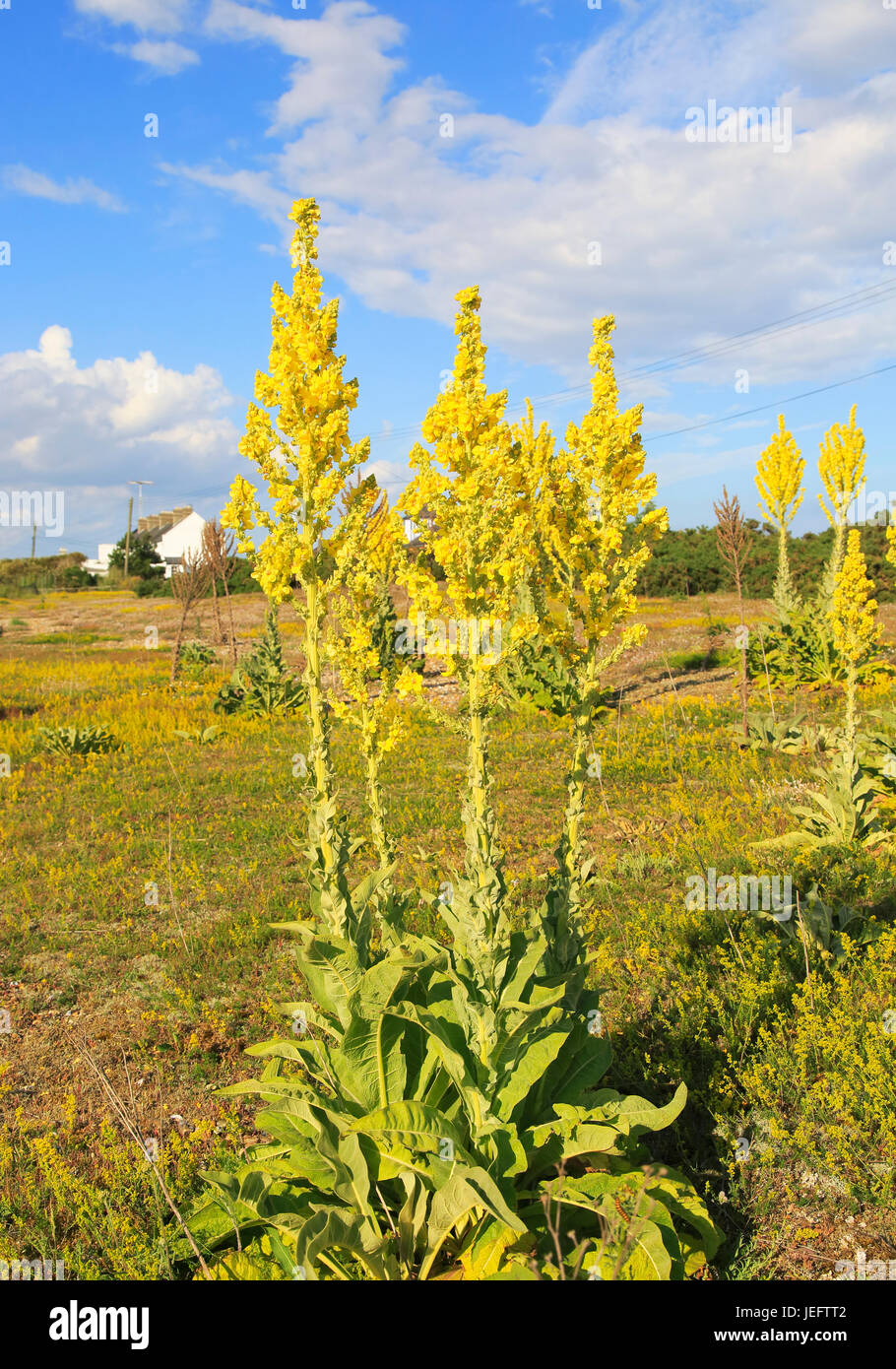 Yellow flowers of great mullein plant, Verbascum thapsus, Shingle