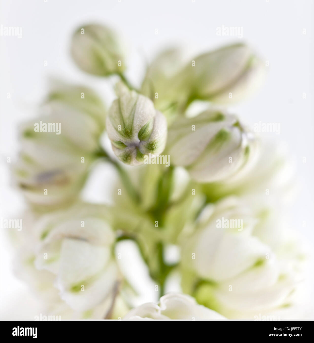 close up of white delphinium Stock Photo