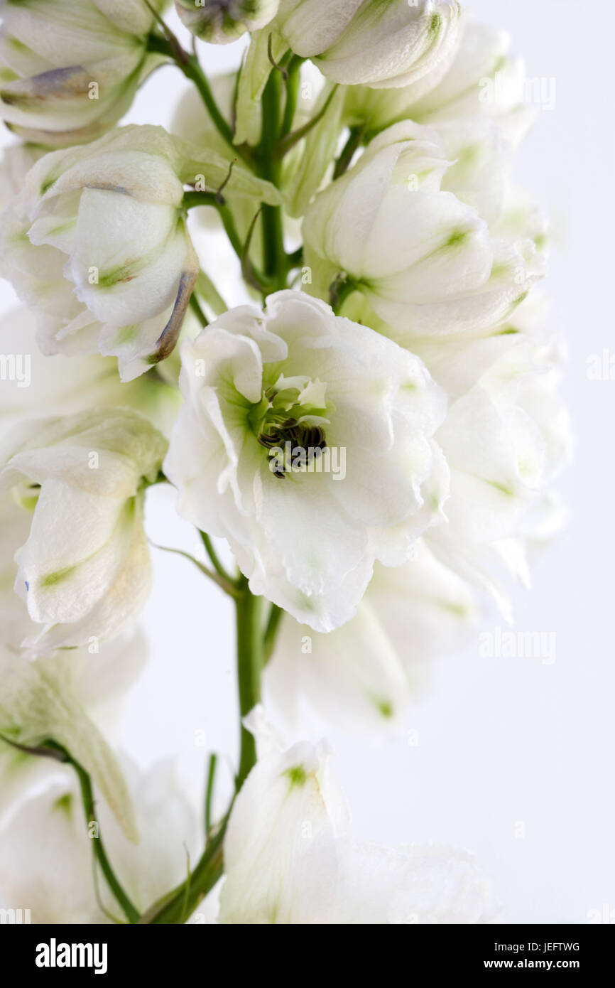 close up of white delphinium Stock Photo