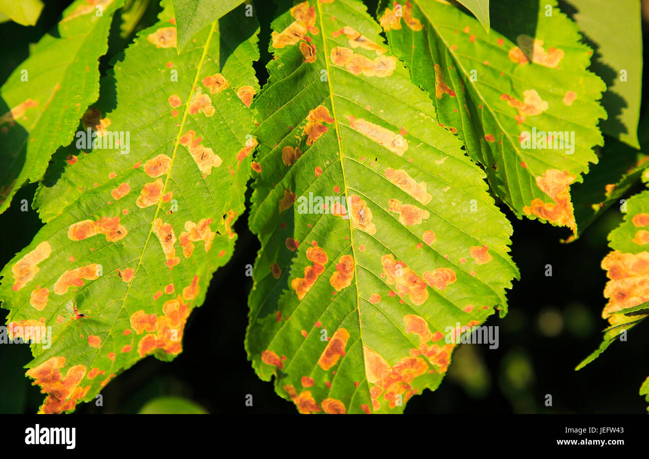 Horse chestnut tree, Aesculus hippocastanum, Suffolk, England UK leaf miner insect, Cameraria ohridella, damage to leaves Stock Photo