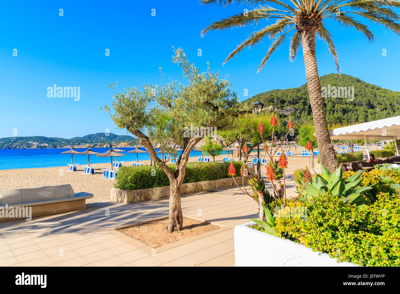 CALA SAN VICENTE BAY, IBIZA ISLAND - MAY 19, 2017: Tropical folwers and palm tree on coastal promenade along sandy beach with umbrellas and sunbeds in Stock Photo