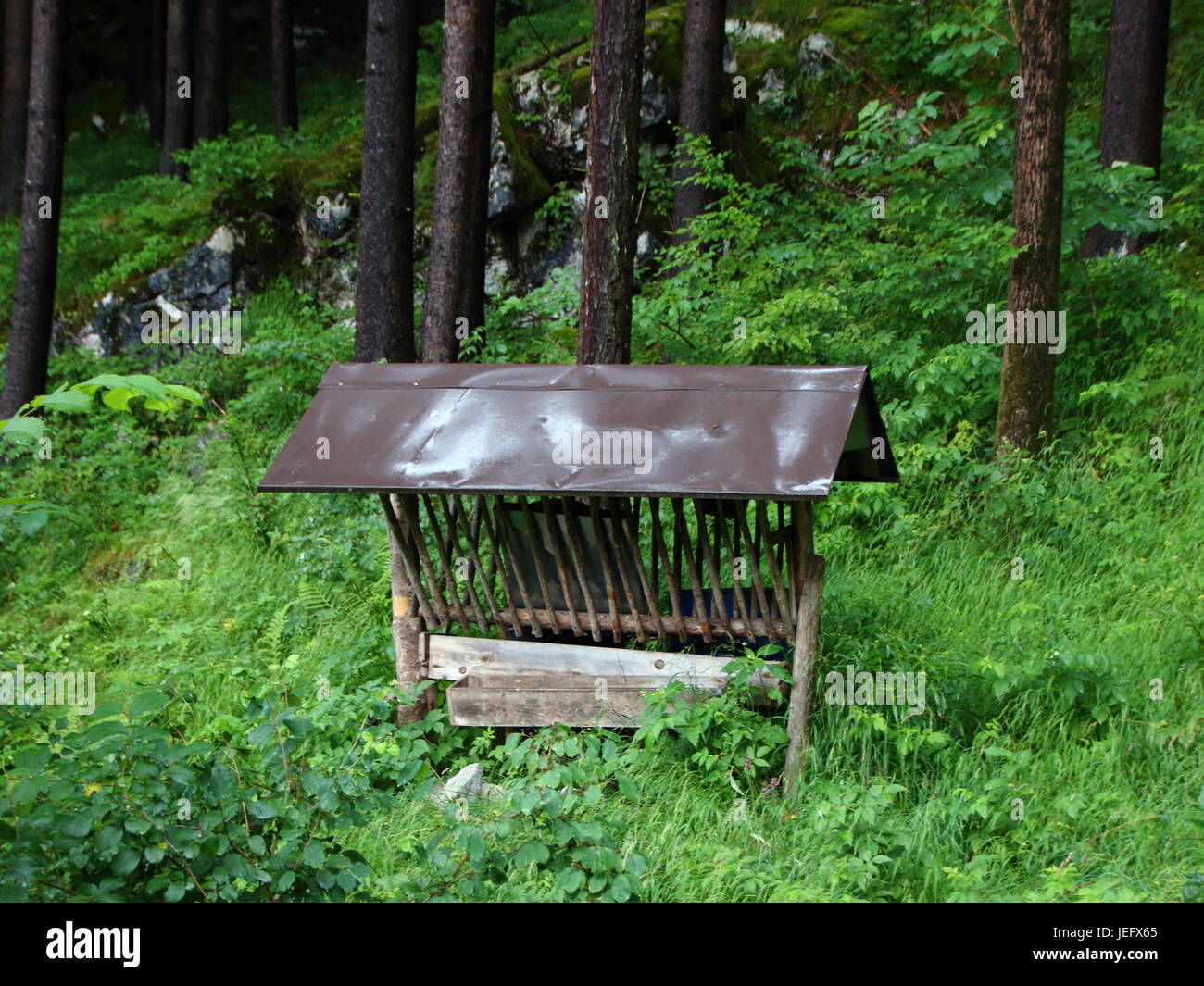 Forest Fodder Wildlife forage hi-res stock photography and images - Alamy