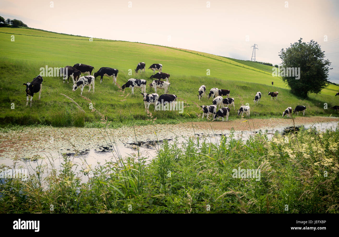 Cows grazing by a river Stock Photo - Alamy
