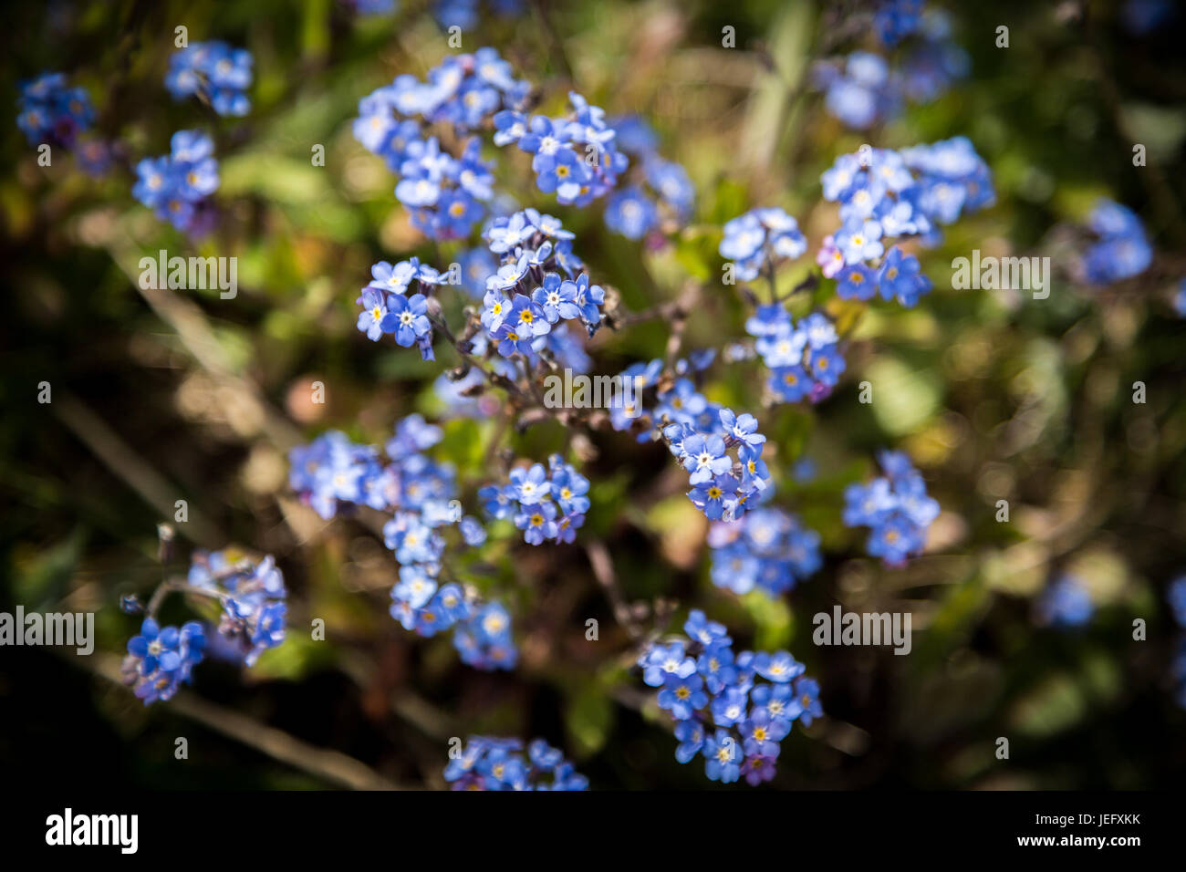 Blue Forget Me Not flowers Stock Photo