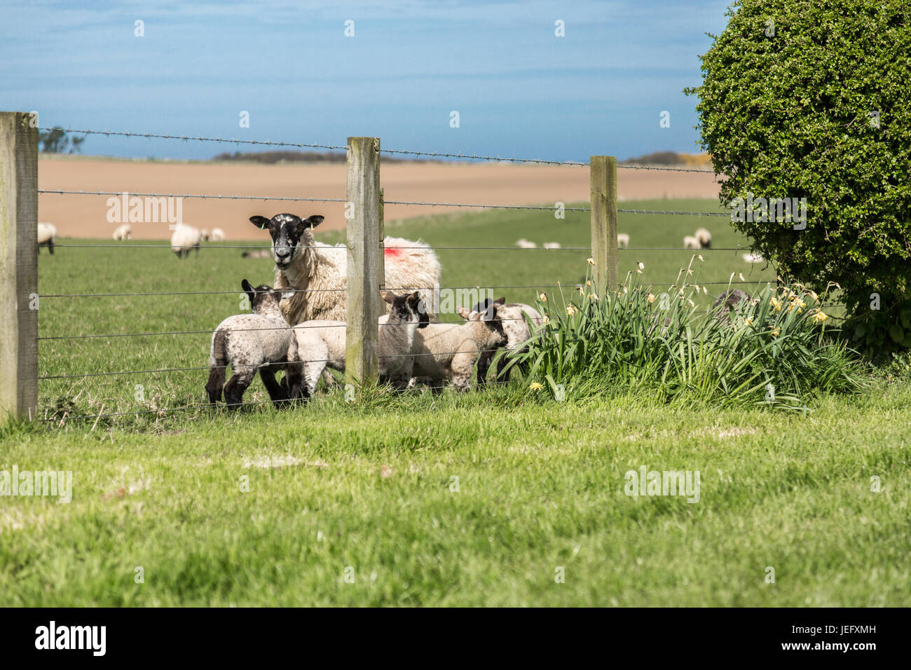 Lambs playing in field, Northumberland, England, UK, Europe. Stock Photo