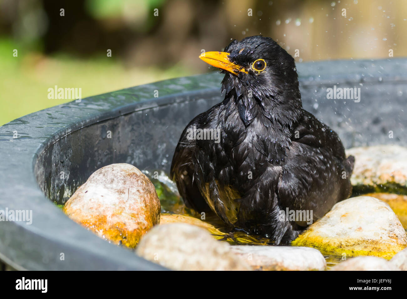Blackbird (Turdus merula) sitting in a bird bath of water in Summer in West Sussex, England, UK. Stock Photo