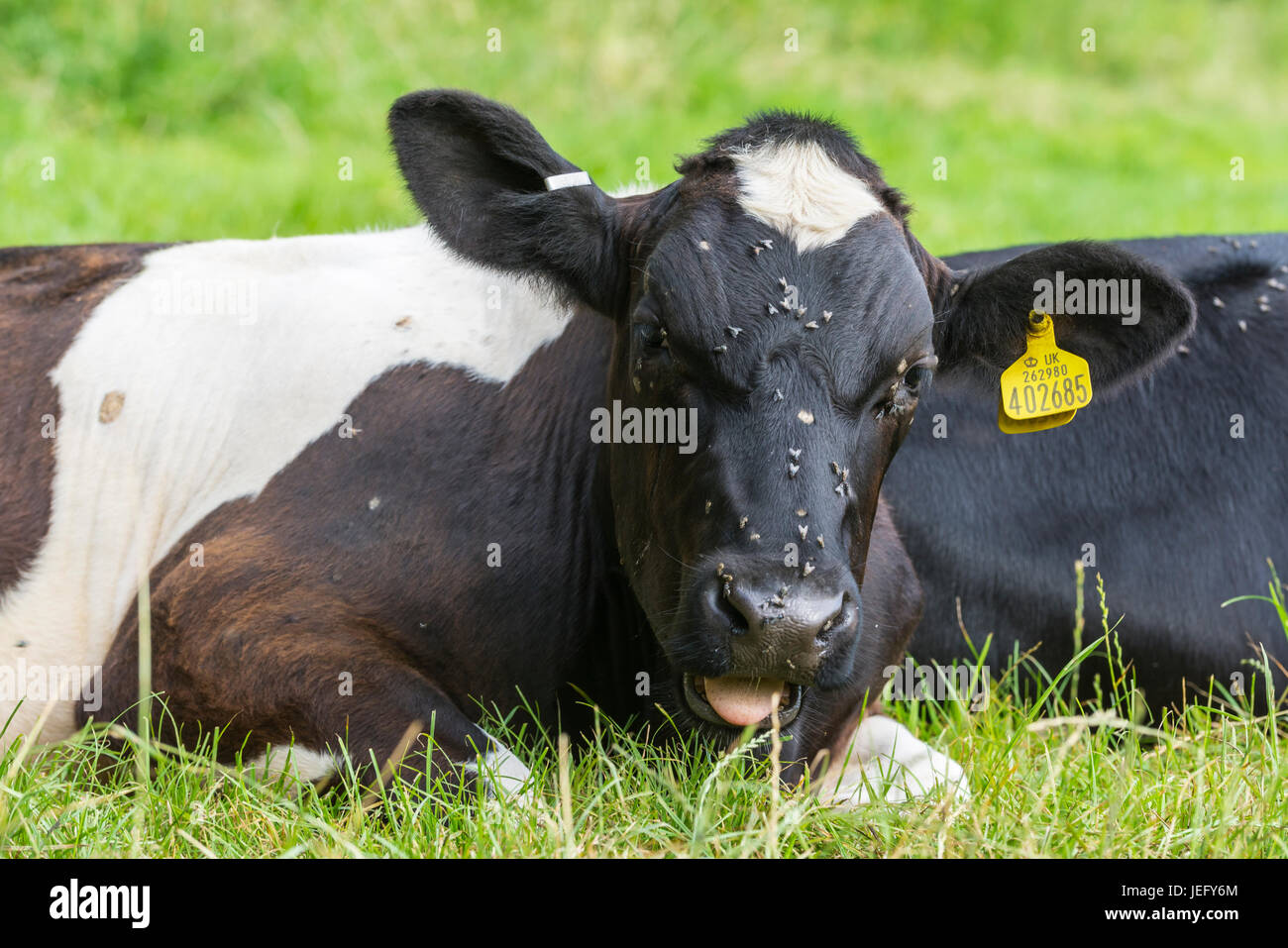 Cow with flies on its head laying down. Stock Photo