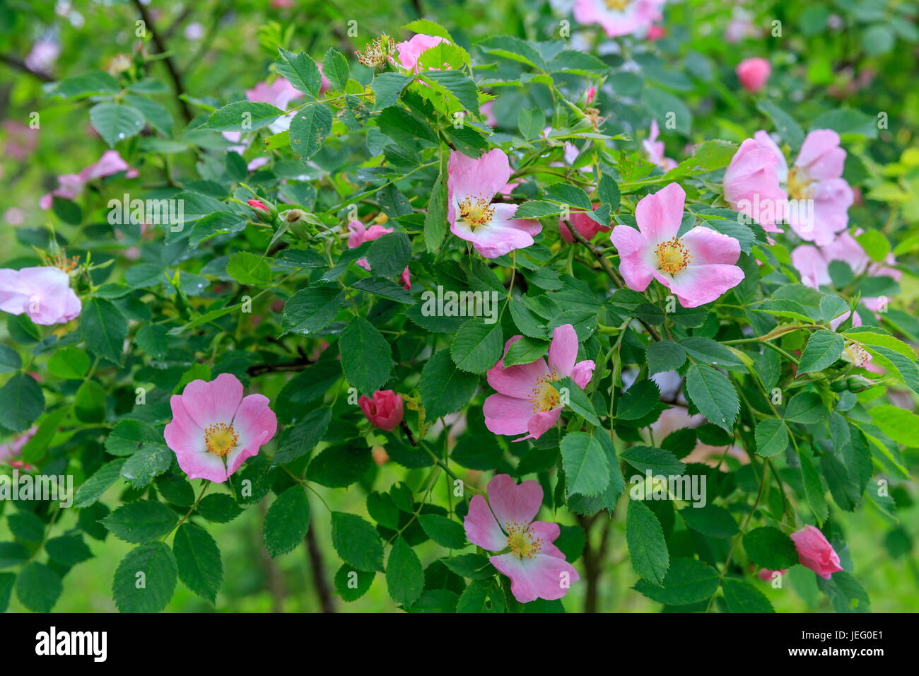 Dog Rose blossoms Rosa canina Stock Photo Alamy
