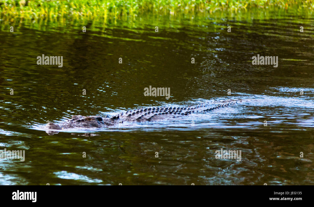 Saltwater crocodile in Kakadu, Northern Territory, Australia Stock Photo