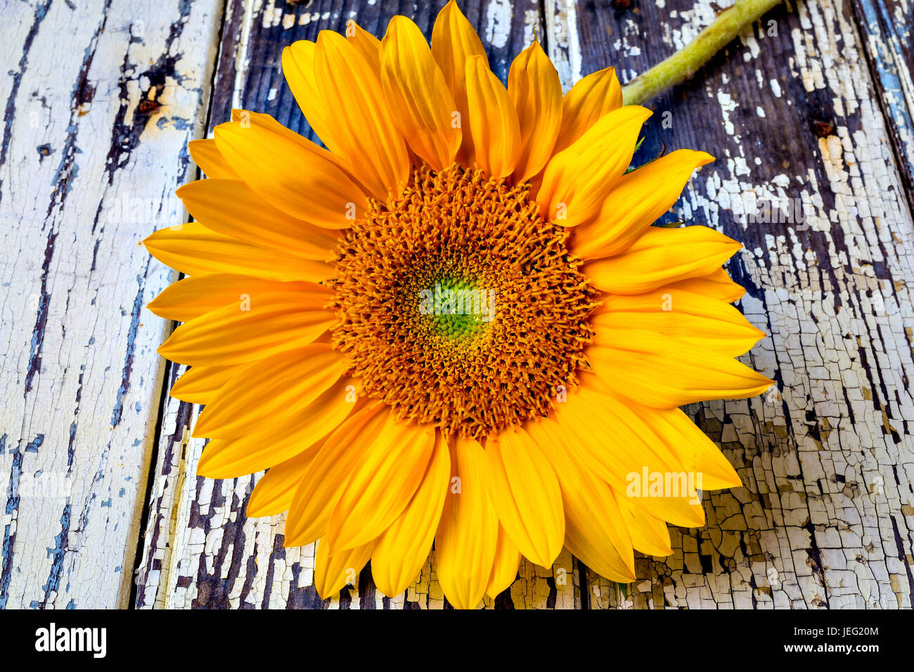 Rustic Sunflower Stock Photo