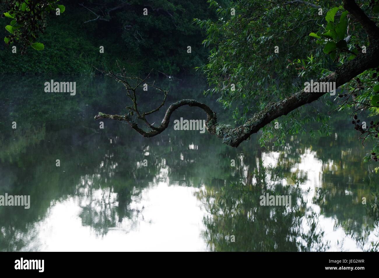 Willow trees overhanging river hi-res stock photography and images - Alamy