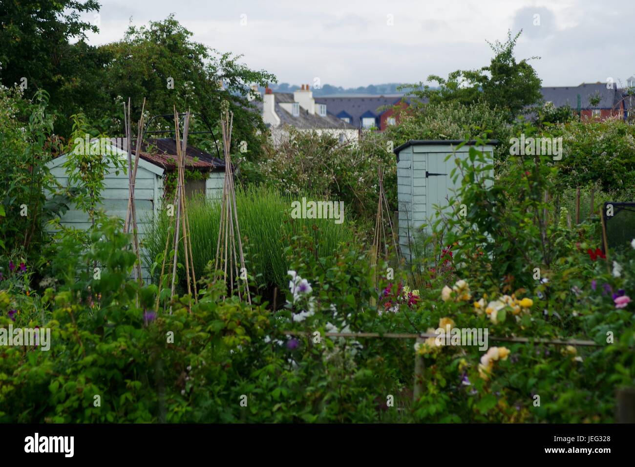 Allotment Plot in Summer. Profusion of Growing plant Life and Sheds. Exeter, Devon, UK. June