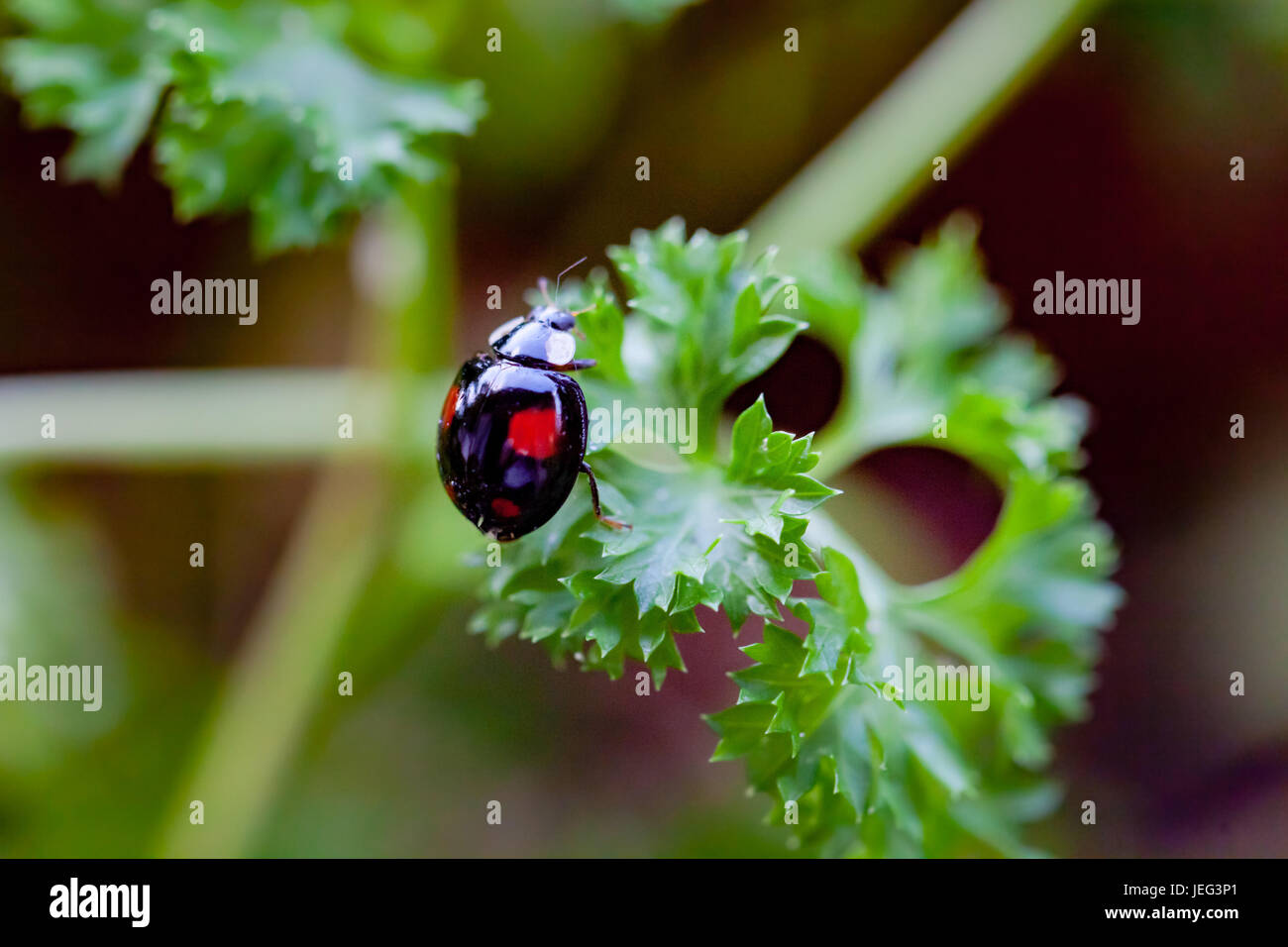 Black ladybug on basil herb Stock Photo