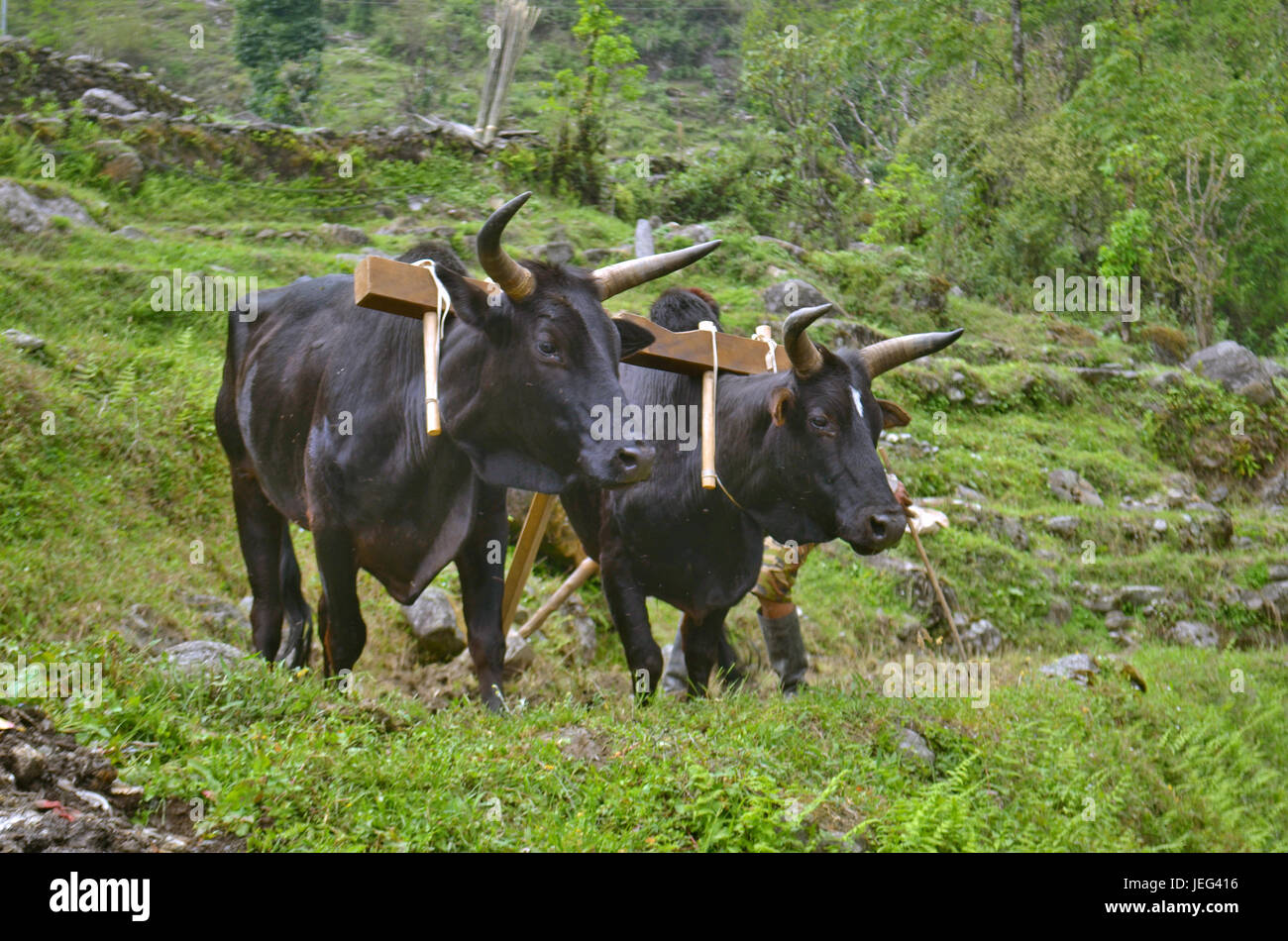 Two Bulls with yoke plowing the field Stock Photo Alamy