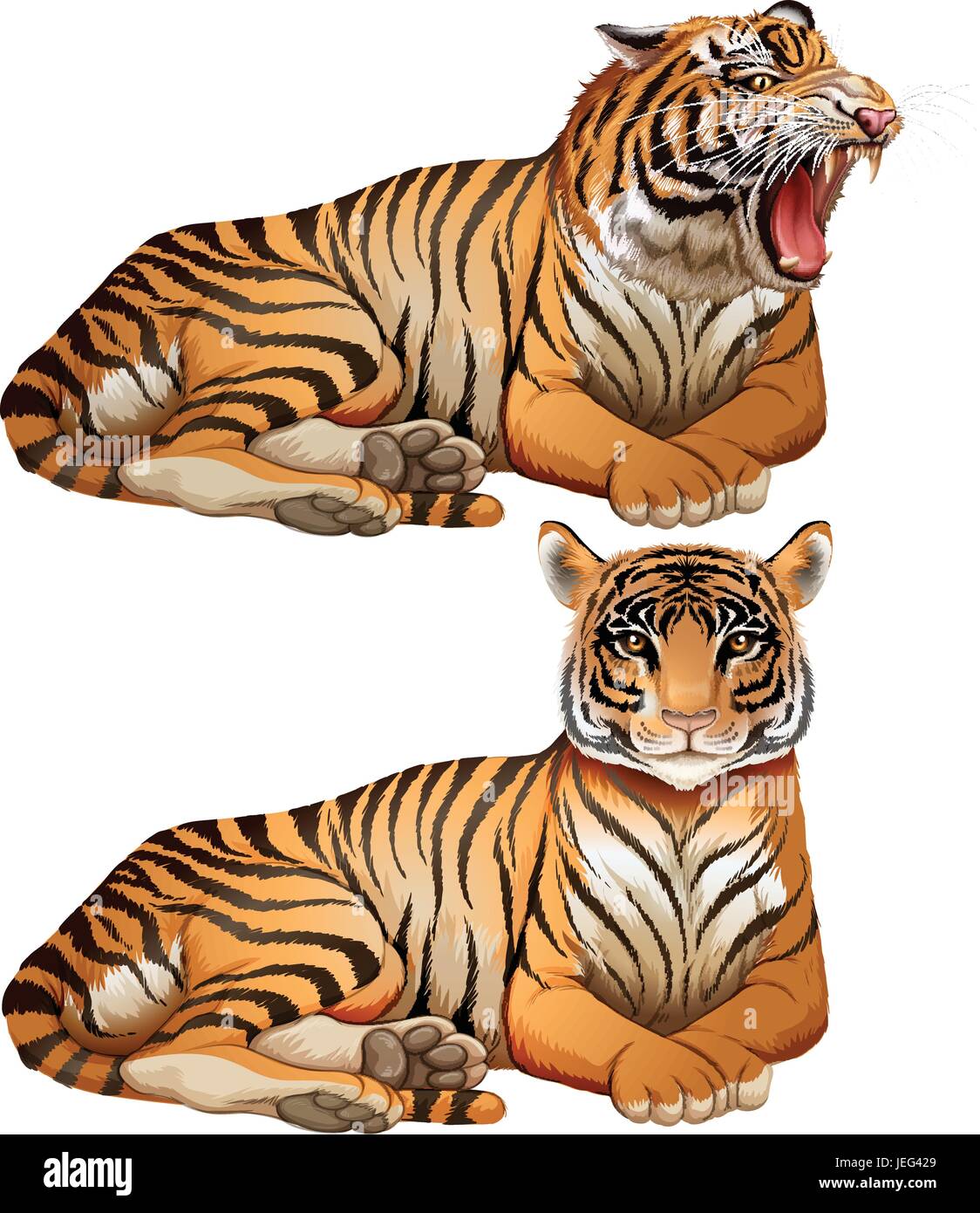 Wild tigers on white background illustration Stock Vector Image & Art ...
