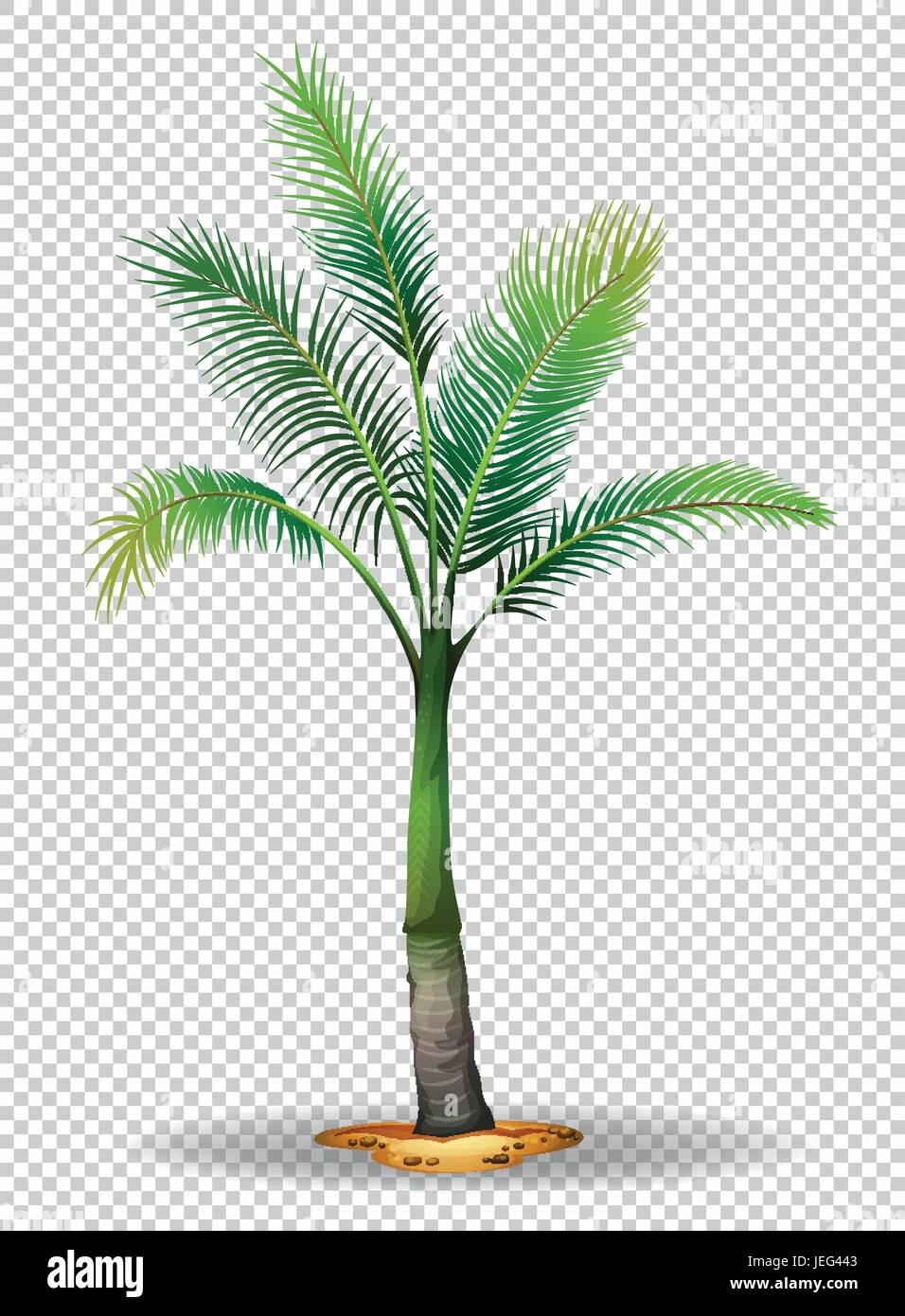 Palm tree on transparent background illustration Stock Vector Image ...