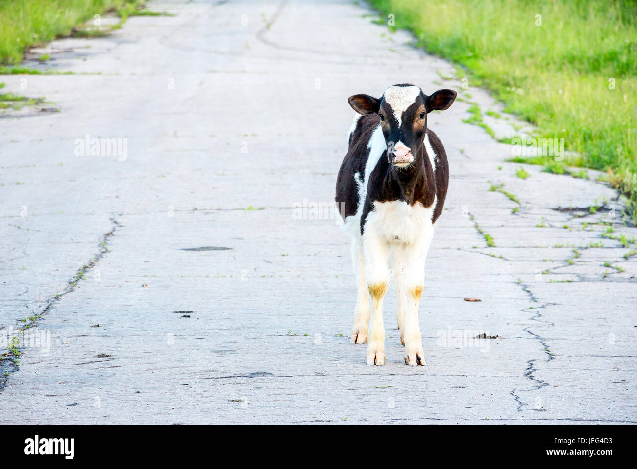 Black and white calf Stock Photo - Alamy