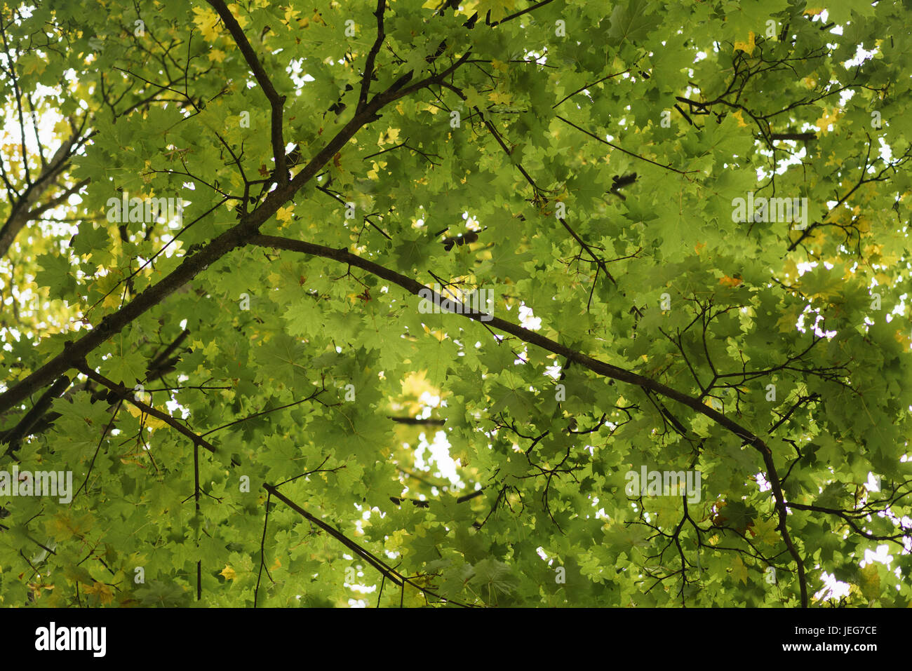 green maple leaves on tree in summer day low angle shot Stock Photo - Alamy