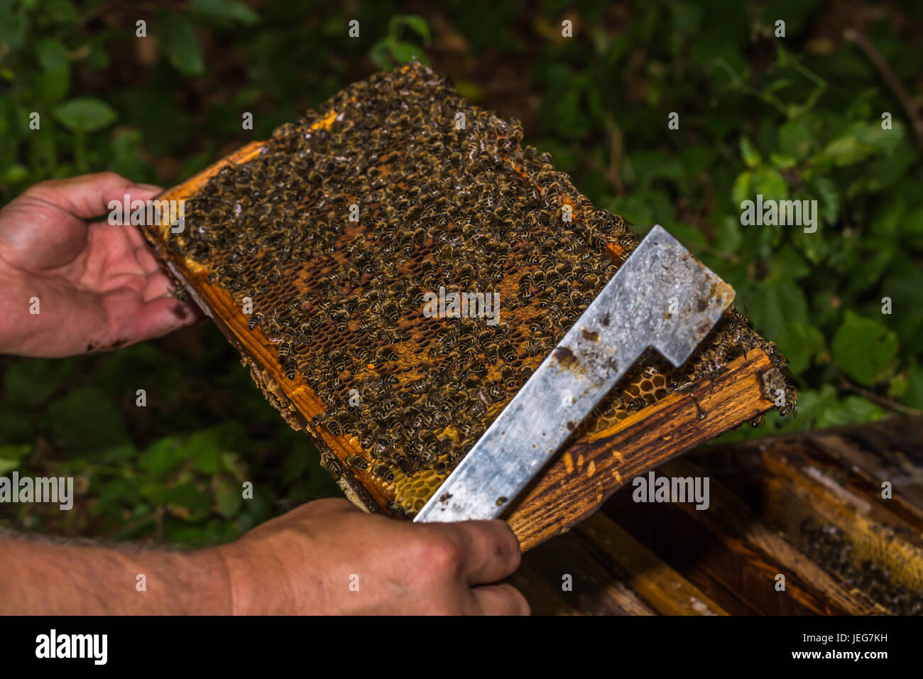 beekeeper with hive tool in the hand, checks honeycomb removed from the hive Stock Photo