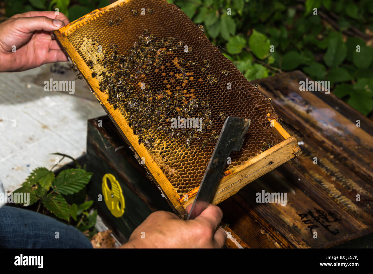 beekeeper with hive tool in the hand, checks honeycomb with bees removed from the hive Stock Photo