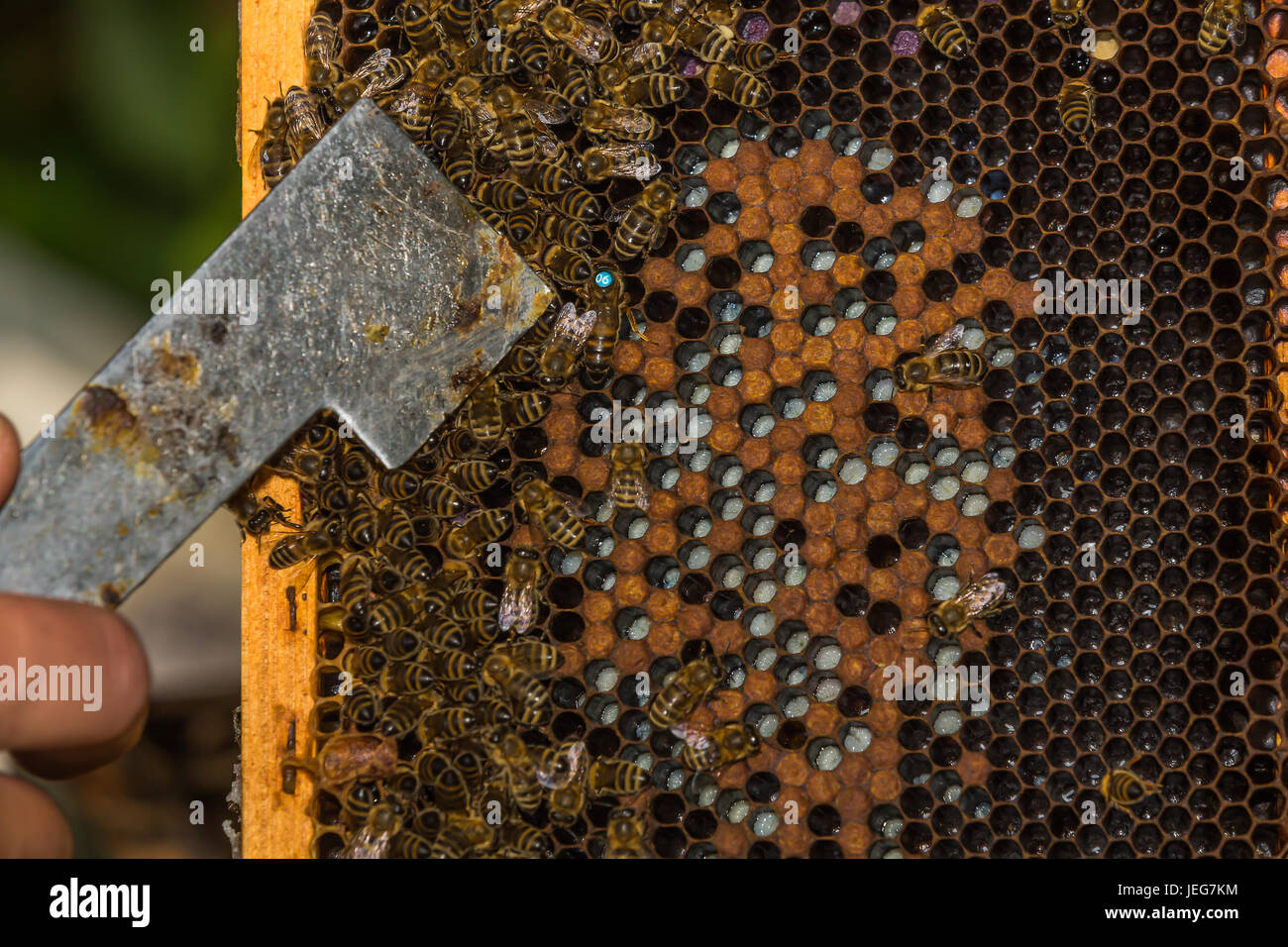 beekeeper with hive tool in the hand, shows labeled bee queen with hive tool Stock Photo