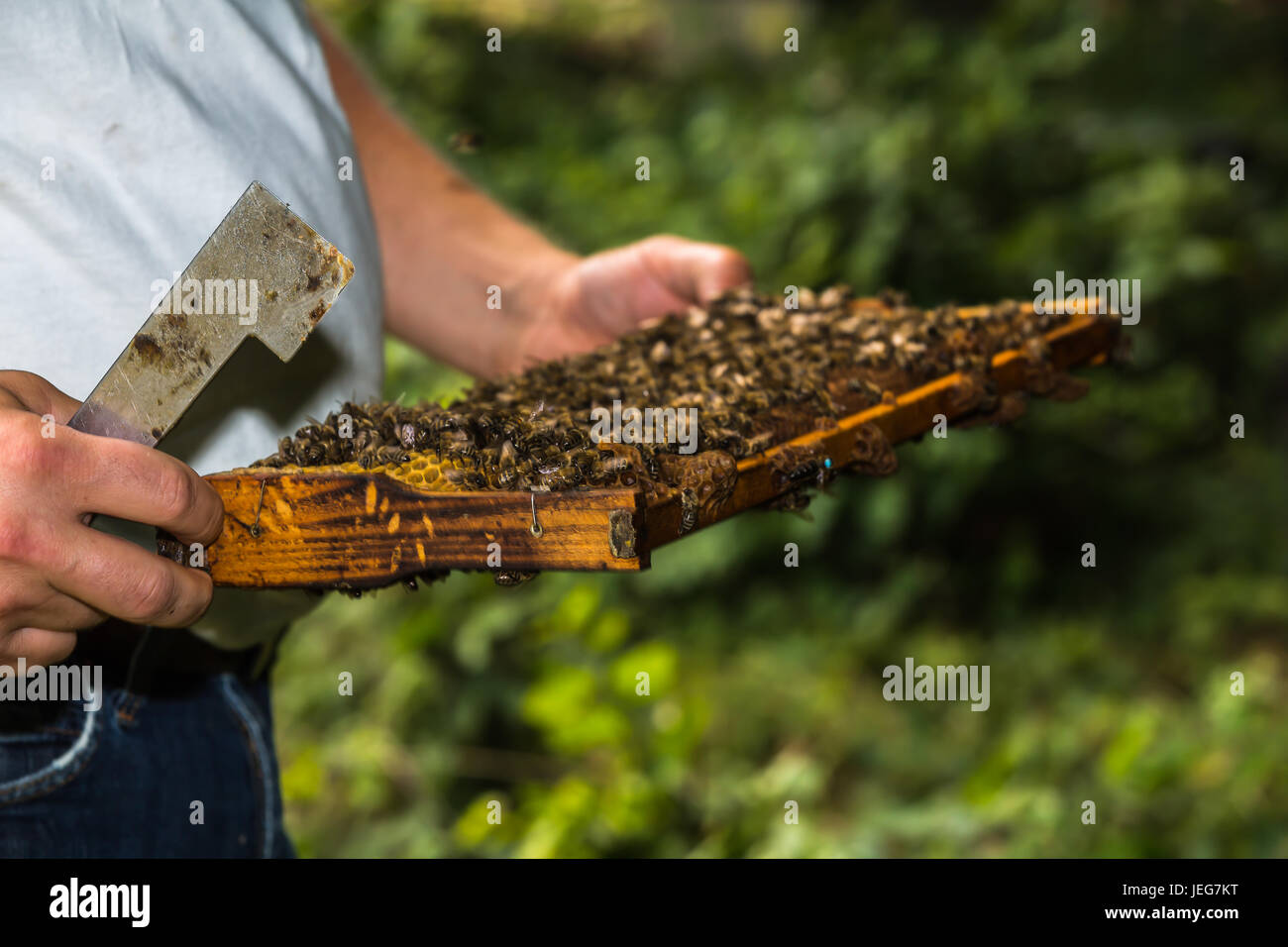 beekeeper with hive tool in the hand, makes a hive inspection, more precisely honeycomb removed from the hive Stock Photo