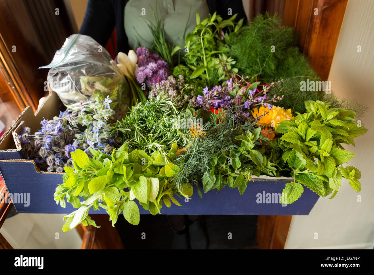 herb garden in the kitchen of a barge on the River Shannon Stock Photo