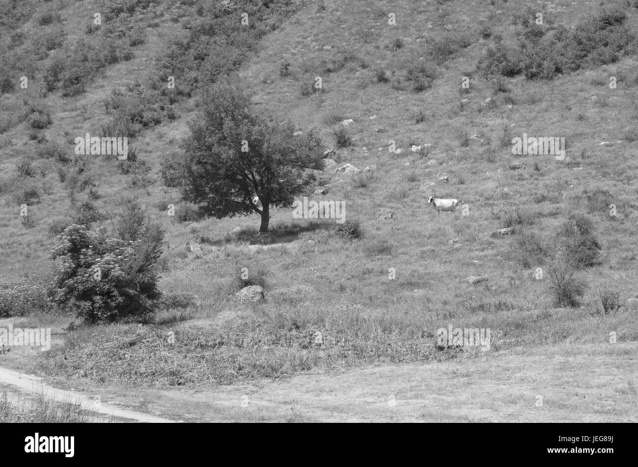 Cows graze on green hills Black and White Stock Photos & Images - Alamy