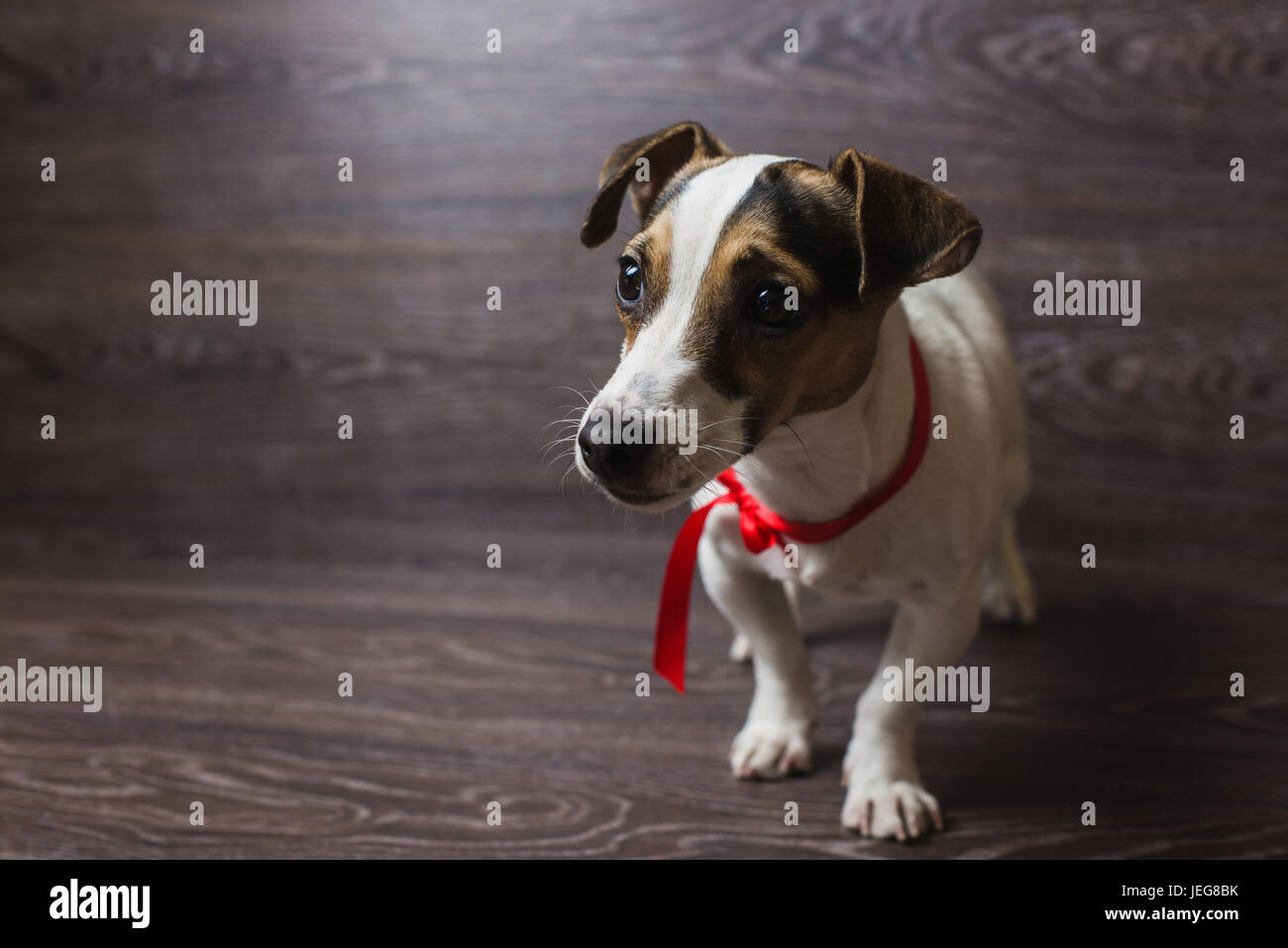 Happy dog is posing. Jack Russell Terrier in front of dark wooden background. Stock Photo