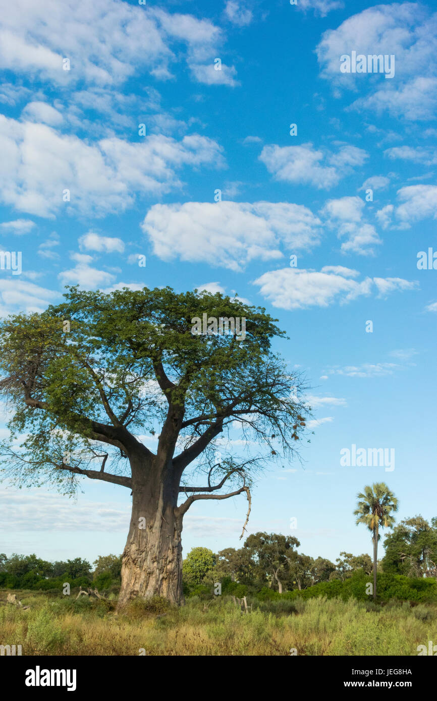 Beautiful iconic baobab tree(Adansonia digital) named after Michael ...