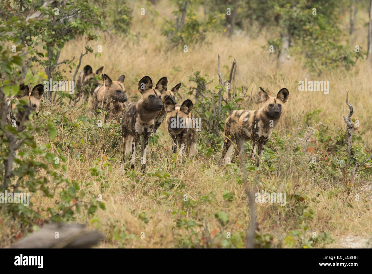 Page 2 Curious Wolf High Resolution Stock Photography And Images Alamy