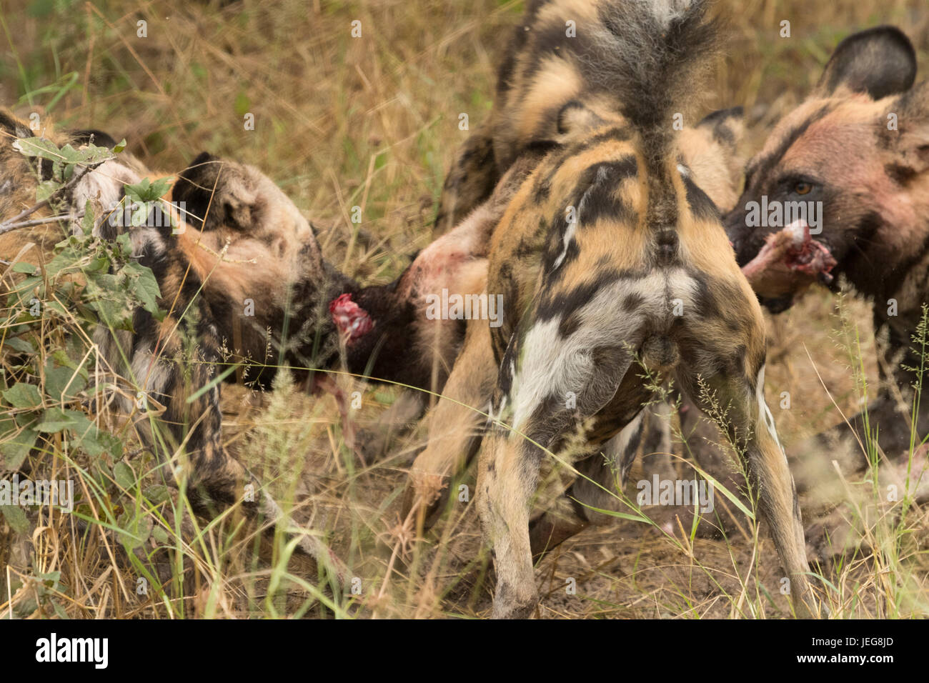 Pack of cape  hunting dogs in the Okavango Delta, Botswana Stock Photo