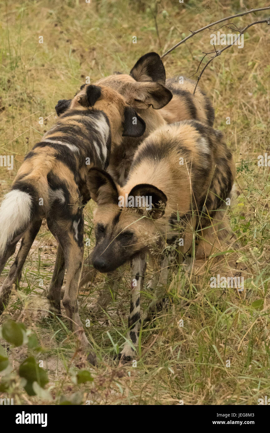 Page 2 Curious Wolf High Resolution Stock Photography And Images Alamy