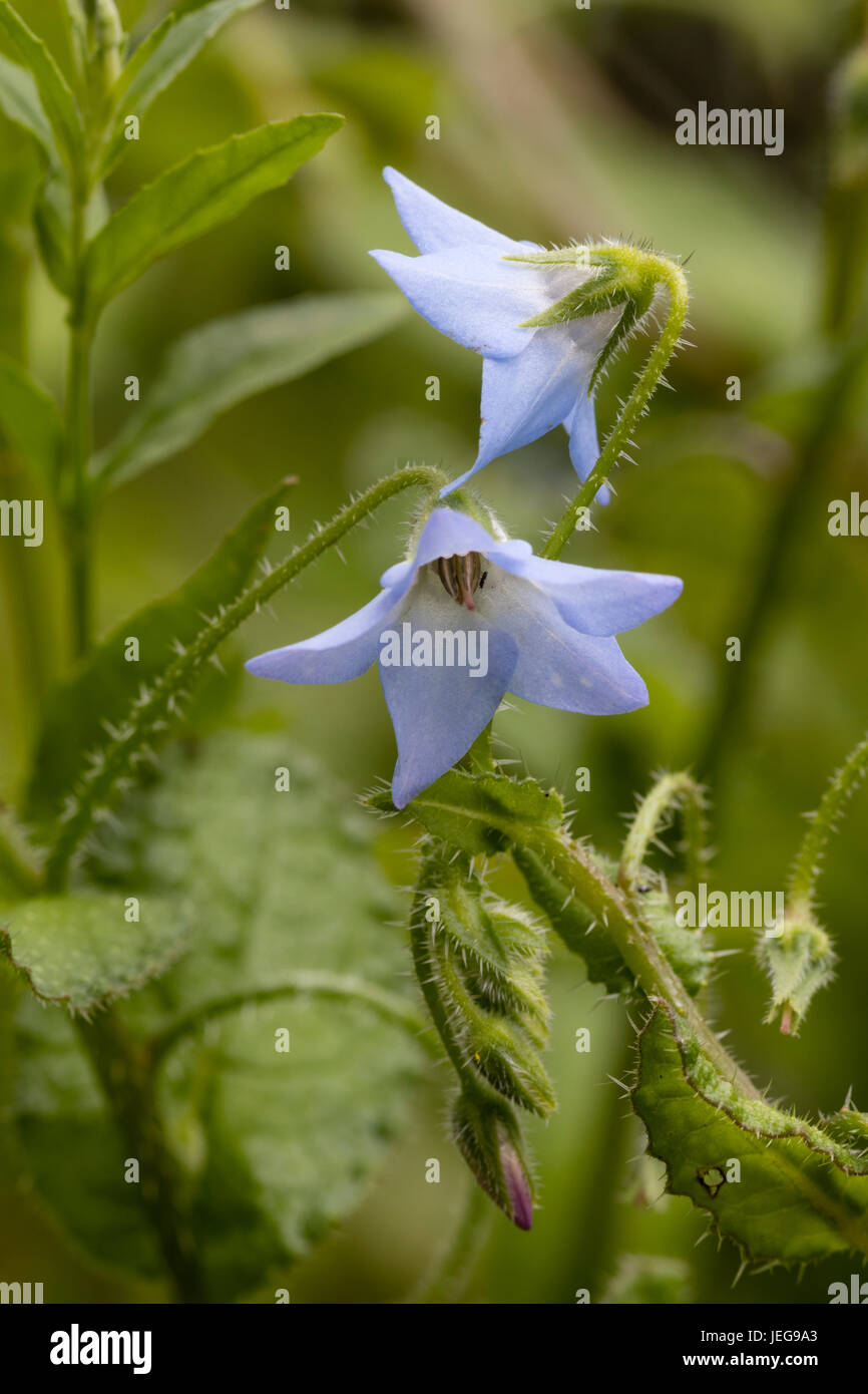 Blue flowers and bristly foliage of the summer long flowering pygmy borage, Borago pygmaea Stock Photo