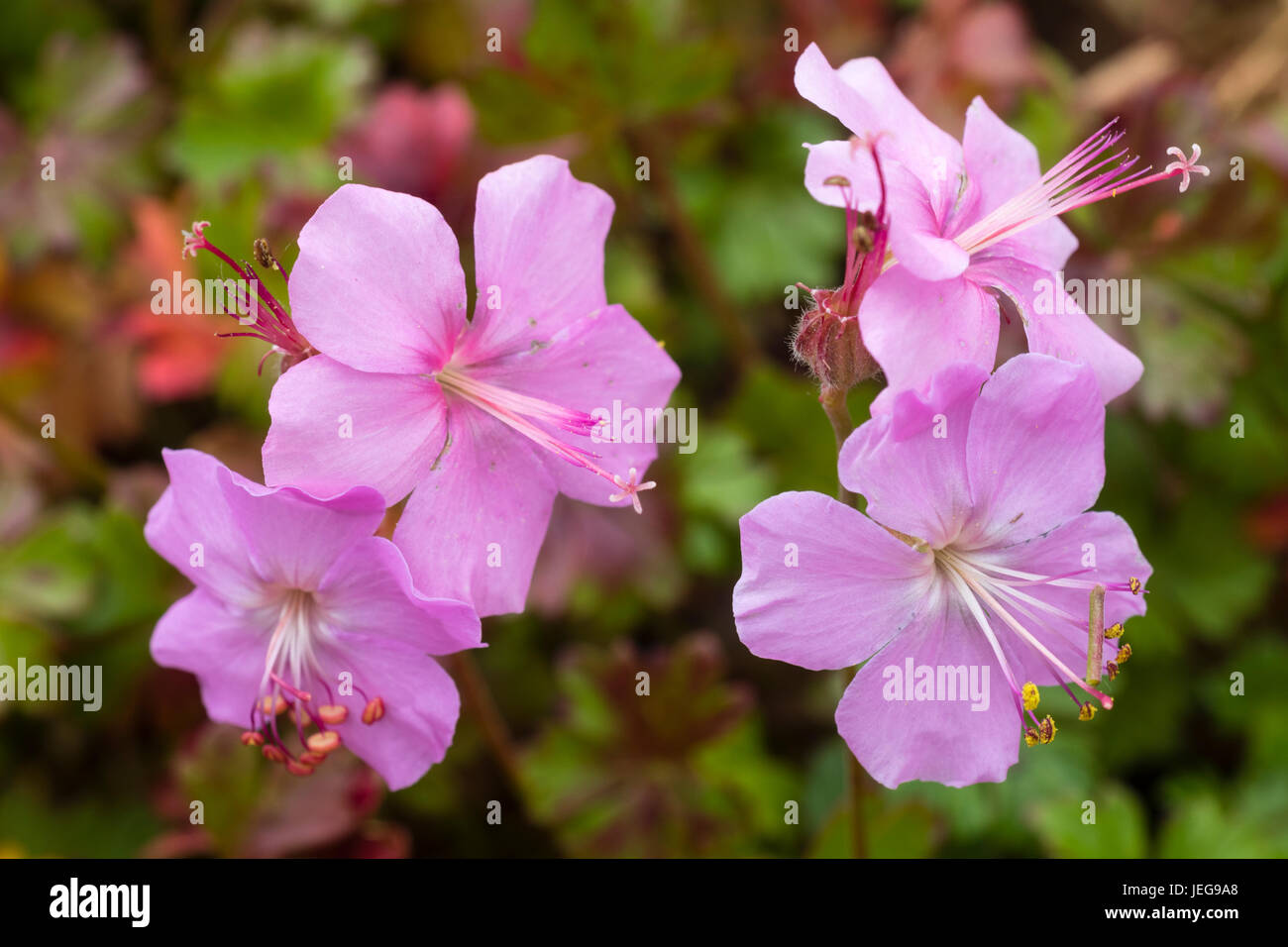Pink flowers of the summer blooming hardy perennial cranesbill, Geranium dalmaticum Stock Photo