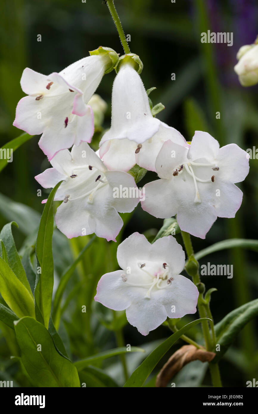 Tubular white flowers of the evergreen sub shrub, Penstemon 'Snowstorm' Stock Photo
