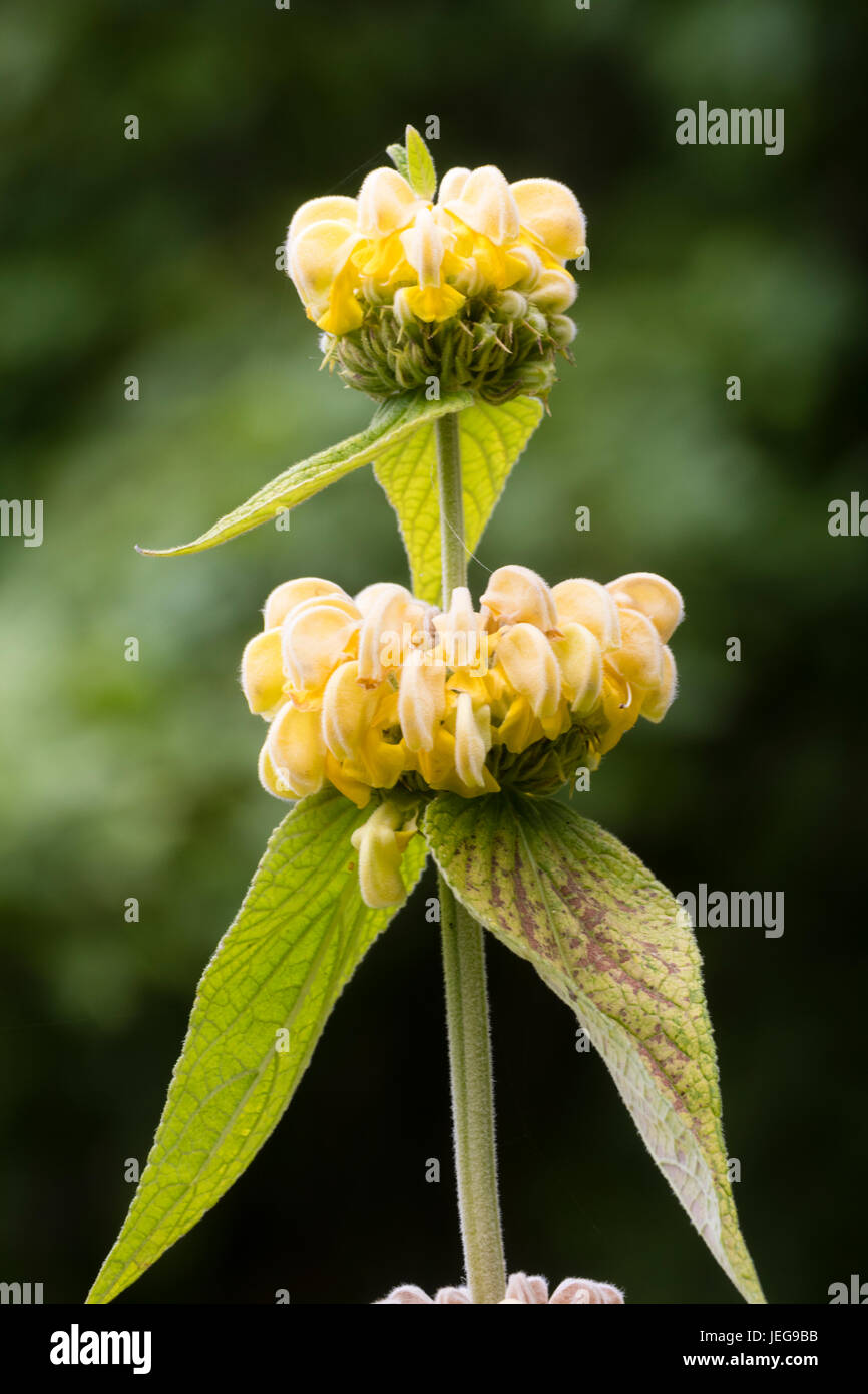 Upright stem and whorls of hooded yellow flowers of the hairy perennial, Phlomis russeliana Stock Photo