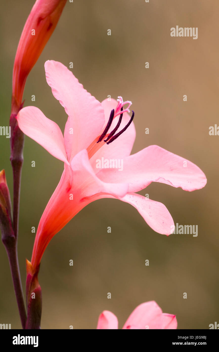 Close up of the pink flower of the South African half-hardy corm, Watsonia borbonica Stock Photo