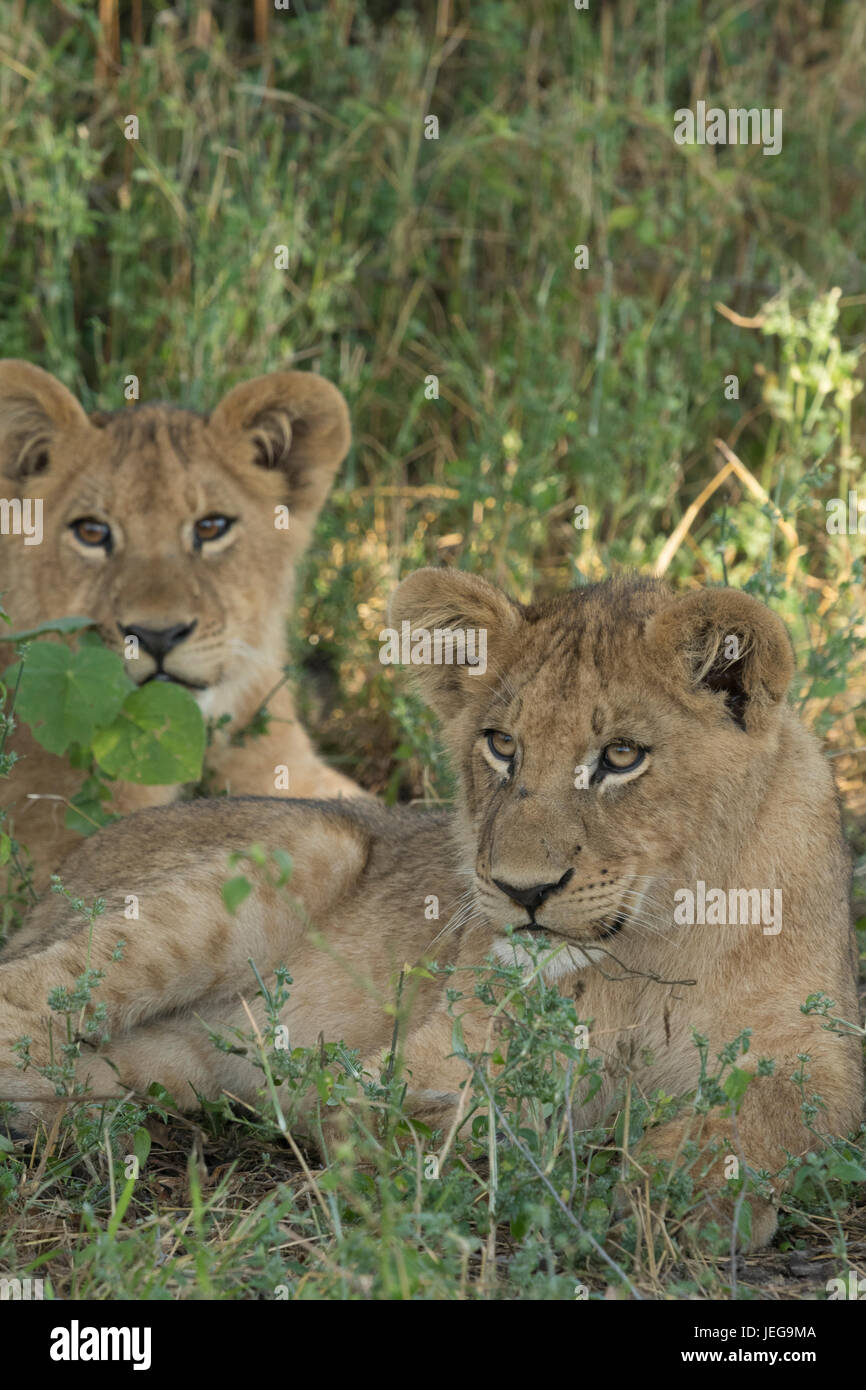 Two cute lion cubs lying in grass in the Mombo area on Chiefs Island in the Okavango Delta Botswana Stock Photo