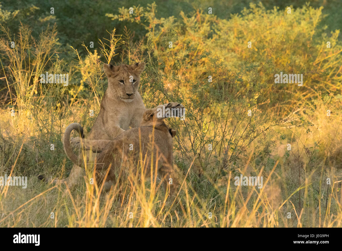 Lion cubs playing in the Okavango Delta Stock Photo